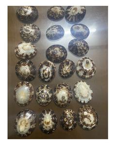 Coquilles de baume Coquille d'escargot de mer naturelle Style émaillé/Coquille de baume brune pour la décoration de festival - Product Image 1