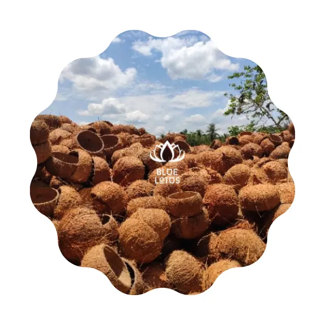 Harga grosir jumlah besar cangkang kelapa dari pertanian Lotus Biru Vietnam ekspor dalam jumlah besar 2023