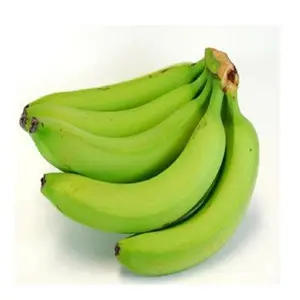 畅销新鲜绿色卡文迪许香蕉批发/出口新鲜绿色卡文迪许香蕉