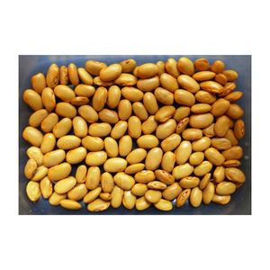ถั่วสีเหลืองพร้อมส่งและส่งออก - Product Image 4