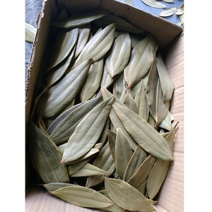 Bay Leaves Laurus Nobilis daun aromatik kering alami digunakan untuk meningkatkan rasa memasak dan obat Herbal dalam kuliner