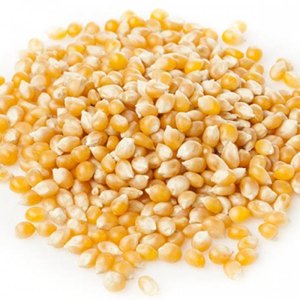 Maíz blanco de maíz amarillo seco para alimentación humana y animal Bolsas de 25kg - Product Image 3