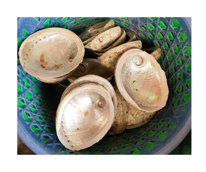 Surtidor al por mayor de concha azul del abulón de exportación pulida cruda de la concha de nácar de Vietnam - Product Image 1