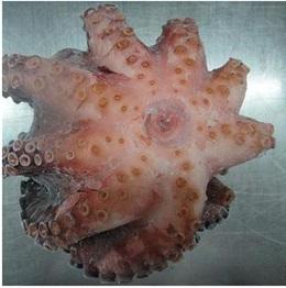 Pulpo Congelado a Precio Competitivo / Pulpo Congelado de Tailandia - Product Image 2