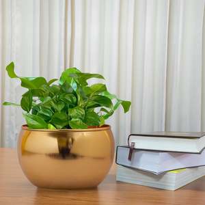 Bombay Greens, maceta ecológica de Metal dorado para interiores y exteriores, diseño elegante para decoración del hogar, sala de estar, escritorio de oficina - Product Image 5
