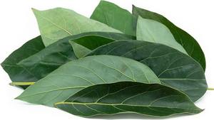 Feuilles d'avocat séchées en gros pour les fabricants de produits alimentaires, de boissons et de thé - Product Image 2