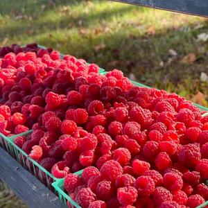 Frambuesas Rojas Frescas Premium, Bayas Dulces con Alto Contenido de Brix 10+, Solo Venta al Por Mayor, Envío Aéreo - Product Image 5