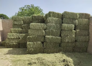 Foin de luzerne en gros excellent pour l'alimentation des animaux bon prix - Product Image 2
