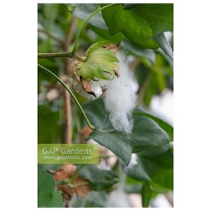 Gossypium Arboreum de algodón crudo de alta calidad Premium Sea Island para exportación | Lujo Extra-Long Staple 100% Algodón orgánico blanqueado - Product Image 6