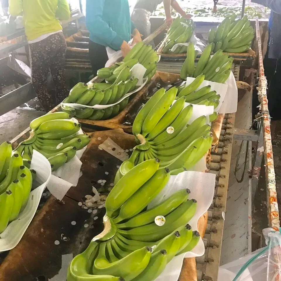 Buah segar pisang t kualitas tinggi hijau cavendish Banana ekspor standar segar Cavendish pisang hijau cavendish