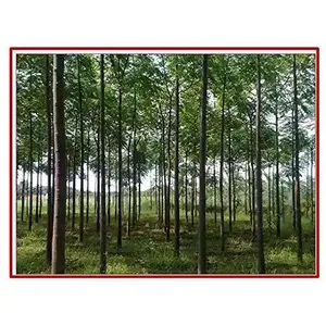 Graines de Neem de Malabar à croissance rapide RK Seeds, traitées, à usage polyvalent pour le contreplaqué et les bûches, graines d'arbre Malaivembu - Product Image 3
