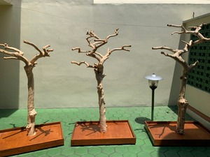 Venta caliente de madera de Java Natural pájaro perca madera de café para juguetes de pájaros de fábrica vietnamita al por mayor - Product Image 4