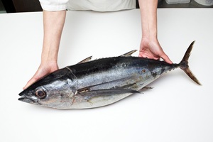 Stock en vrac de thon albacore frais congelé disponible au prix de gros - Product Image 2
