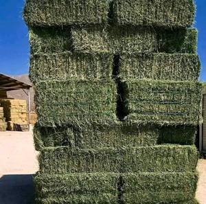 Top Grade cỏ linh lăng hay kiện cho gia súc, dê & ngựa màu xanh lá cây tự nhiên thức ăn chăn nuôi xuất khẩu chất lượng áo cỏ linh lăng cỏ Nhà cung cấp - Product Image 1