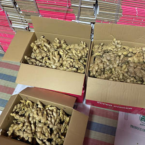 Jengibre fresco de Vietnam/Khing/ Adrak-para alimentos y uso en planes de verduras de alta calidad (WA: + 84362512699) - Product Image 1