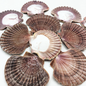 Conchas de vieiras de estilo playero de alta calidad, perfectas para manualidades y eventos - Product Image 6