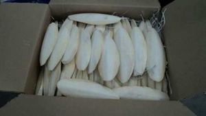 Os de seiche du Vietnam, export en vrac, qualité stable, offert au meilleur prix et devis compétitif pour les acheteurs - Product Image 6