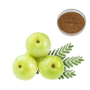 ผงสารสกัดจากผลไม้ <span class=keywords><strong>Amla</strong></span> phyllanfhus สารสกัดจากผลไม้ fyllanthi 10:1สารสกัดจาก Phyllanthus emblica - Product Image 3