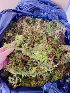 La mejor calidad, el mejor vendedor, producto para plantar bosque seco, musgo verde, orquídea para plantar Vietnam - Product Image 6