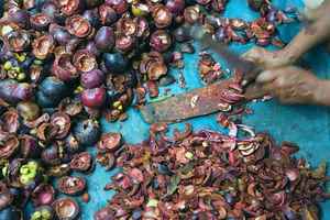 Material de Cáscara de Mangostán Seca Cruda de Primera Calidad Vietnamita Akina - Product Image 4