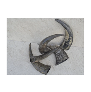 Cuernos de búfalo de alta calidad a la venta a precio barato, suministro a granel de cuernos de animales naturales para botones artesanales y uso decorativo - Product Image 1