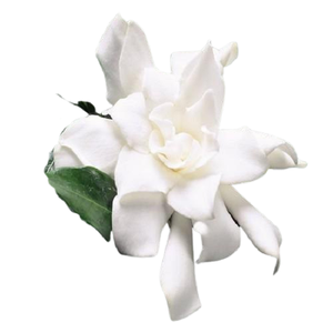 Huile essentielle de lys blanc pur |   Huile d'aromathérapie naturelle |   Fournisseur en gros de marchandises en vrac d'Inde - Product Image 1
