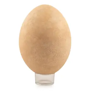 High on demand Best Quality Ostrich egg for Making Egg Curry and Omlette from Indian Supplier and Exporter for Wholesale