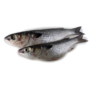 IQF กระบอกน้ำสีเทาเสียใจมากสำหรับฤดูกาลใหม่ - Product Image 5