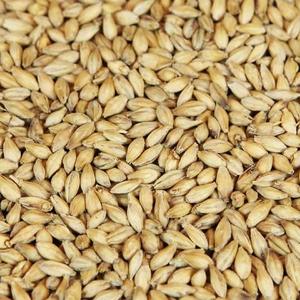 Organic Pure Barley <b>Grain</b> Wholesale Sale of Hulled Barley Malt <b>Grain</b> - Product Image 6