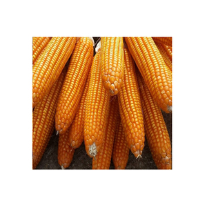 Maíz amarillo maíz blanco para humanos animales alimentación animal maíz dulce precio embalaje en bolsas amarillo para la venta - Product Image 5