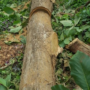 Bûche de teck d'Afrique de l'Ouest carrée, section coupée en bois naturel, diamètre 50 cm, 3 m+, qualité supérieure, bois durable - Product Image 4