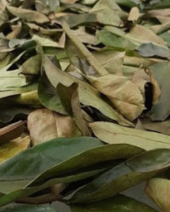 Feuilles de corossol séchées de haute qualité, exportées dans le monde entier - Product Image 3