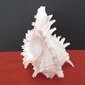 Coquille de cauris géante naturelle polie, toucher réel, forme naturelle, blanc brun tacheté, objet d'art, objet de collection, décoration intérieure - Product Image 5