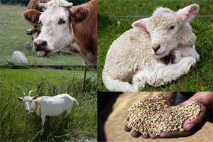 Proveedores y fabricantes al por mayor de polvo de harina de hueso de alta calidad utilizado para la alimentación animal con embalaje y precio de buena calidad - Product Image 5