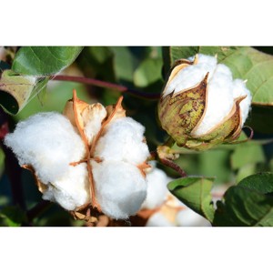 Fibre de coton biologique brut de qualité supérieure 100% (Gossypium Barbadense) pour la filature - Product Image 1