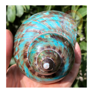 Green Turbo Burgess Shells Gemmes naturelles de l'océan vietnamien pour les projets d'artisanat de haute qualité et le commerce international - Product Image 6
