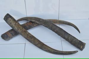 หัวเขาควายและฮอร์นหัวเขาควายจำนวนมากทำจากธรรมชาติ - Product Image 3