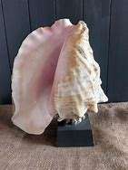 El mejor precio al por mayor, conchas marinas rosadas de Vietnam, Material de concha, técnica pulida - Product Image 6