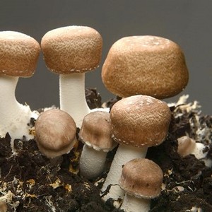 Agaricus Blazei Origine Vietnam Prix bon marché de Agaricus Blazei Agaricus Blazei Fresh - Product Image 5
