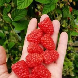 Frambuesas Rojas Frescas Premium de Primera Clase, Calidad de Exportación, Sin Semillas, Dulces, con Alto Brix 10+, Solo Venta al Por Mayor, Solo Transporte Aéreo - Product Image 3