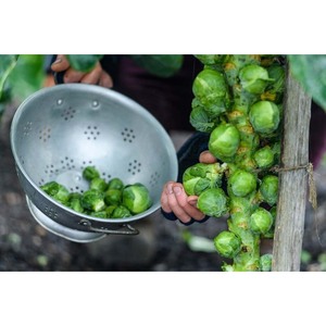 High Quality Organic Green Brussels Sprouts <b>Fresh</b> Dried IQF Processed Vegetables Bulk Wholesale Supply - Product Image 6