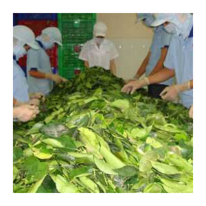 Hoja de mandioca congelada de calidad superior de Vietnam | Exportador de hoja de mandioca picada al por mayor a granel para la industria de alimentos y bebidas - Product Image 6