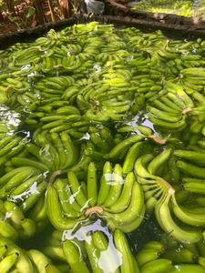 Suministro al por mayor de banana verde fresca de primera calidad de Vietnam Producto agrícola listo para la exportación global - Product Image 4