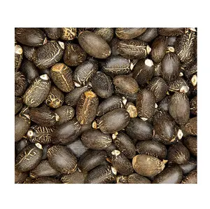 乾燥天然ジャトロファ種子100% プレミアム品質卸売業者