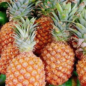 100% Pure Natuurlijke Landbouw Verse Ananas In Verse Ananas Groothandelsprijs Verse Export