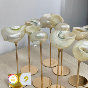 Copa de Caracol vietnamita Seashells Cup agrega copa de Caracol de sensación costera utilizada en colecciones de decoración con estilo - Product Image 6