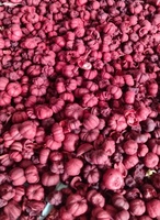 Putka Pods Mini Pumpkin Potpourri Alami Kering Dekorasi Pesta Pernikahan Dekoratif Pcs Warna Tanaman Bahan Asli