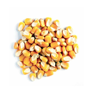 Maíz blanco seco (maíz) para alimentación animal para caballos, ganado, cerdos - Product Image 4