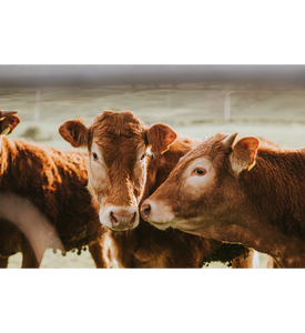 Venta Directa de Fábrica: Vacas Vivas de Origen Sudamericano (Brasil, Argentina, Uruguay) - Ganado Bovino de Grado A para Exportación con Envío Global - Product Image 5