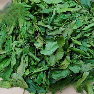 Hojas de Clausena indica (Mac Mat) para Productos Alimenticios Naturales y Herbales, Secado Tradicional y Liofilizado - Product Image 6